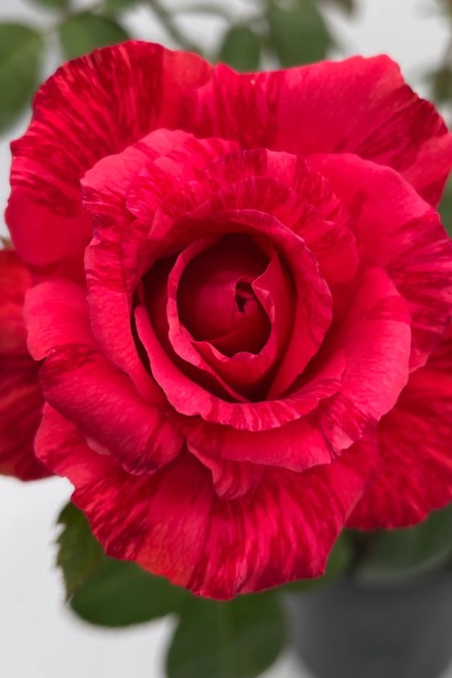 Троянда чайно-гібридна ‘Ред Інтуішн’|Hybrid tea rose Red Intuition|Роза чайно-гибридная ’Ред Интуишн’ 